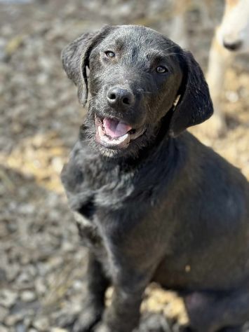KIRA e KALA, cucciolone mix LABRADOR! Dolcissime - Foto 7