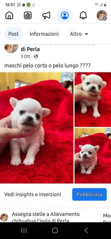 Chihuahua toy cuccioli - Foto 2