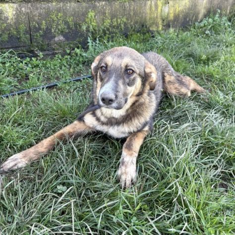 Johnny tenero e bellissimo, cucciolo in adozione - Foto 5