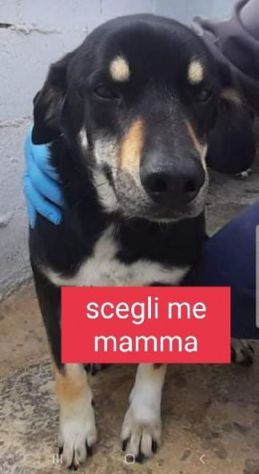 LIAM sui 4anni dolcissimo patatone tg media SUD