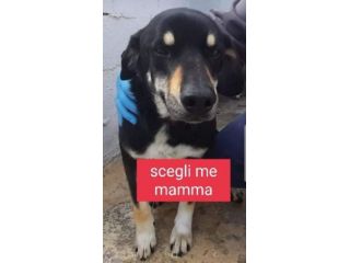 LIAM sui 4anni dolcissimo patatone tg media SUD
