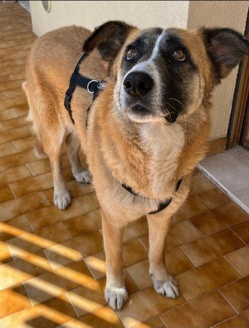 Ambra 4 anni Taglia grande - Foto 2