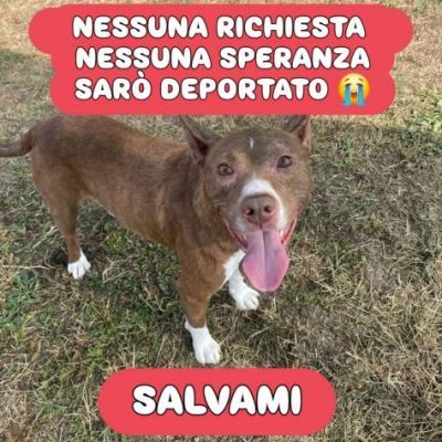 TRUMP AFFETTUOSO SOCIEVOLE CANE IN ADOZIONE URGENTE