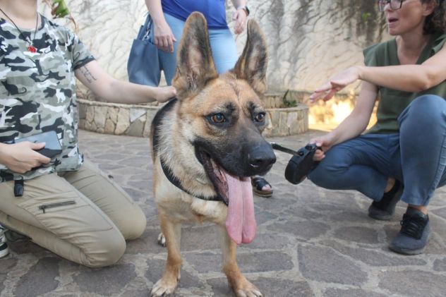 Pastore Tedesco 3anni  scartata xchè CIECA E SORDA ma autonoma !! SICILIA - Foto 6