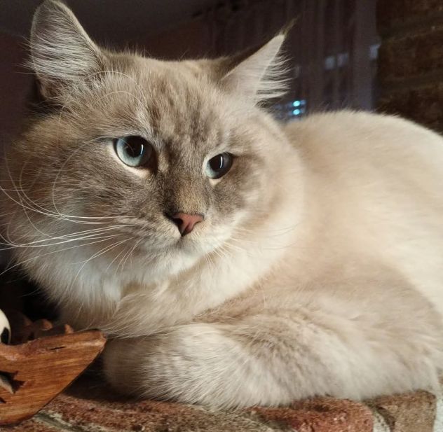 Gatto Siberiano - Foto 5