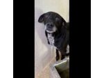 MOZART DOLCEZZA E AVVILIMENTO CANE IN ADOZIONE TG MEDIO CONTENUTA