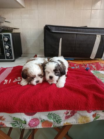 Cuccioli di schizu - Foto 3