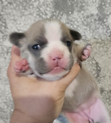 Bulldog francese lilac