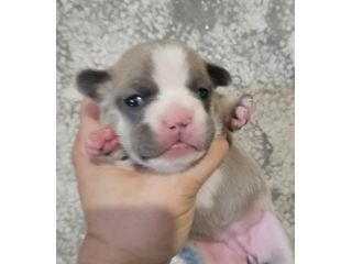 Bulldog francese lilac