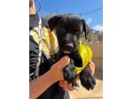 CARAMELLO, LEONE, BALOO, GINEVRA E MARTINA,80 GIORNI: CERCANO CASA!