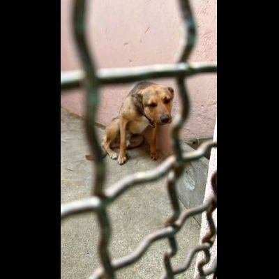 HIROITO, CERCHIAMO QUALCUNO CHE LEGGA NEL SUO CUORE CAGNOLINO IN ADOZIONE - Foto 3