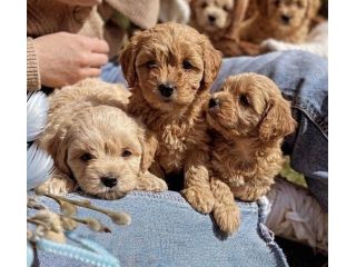DISPONIBILI CUCCIOLI DI MALTIPOO