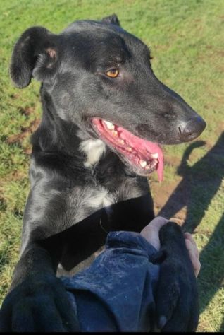 CANE IN ADOZIONE: AARON - Foto 5