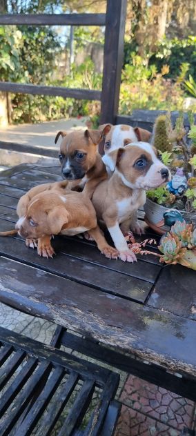 Cuccioli Amstaff con pedigree ENCI - Foto 2