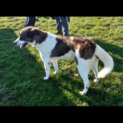 IL TEMPO PERDUTO DI DOC, CANE IN ADOZIONE - Foto 8