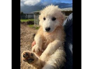 MIELE DOLCISSIMO COCCOLONE, CUCCIOLO IN ADOZIONE