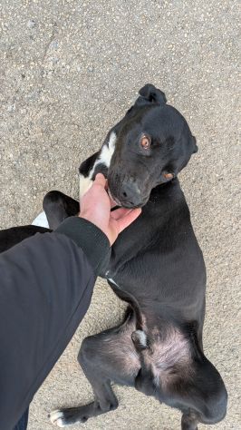 Giovane simil-Amstaff in cerca di famiglia - Foto 3