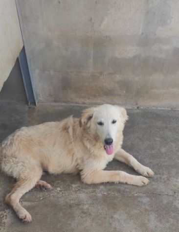 DUCCIO GIOVANE CAGNOLINO IN ADOZIONE - Foto 6