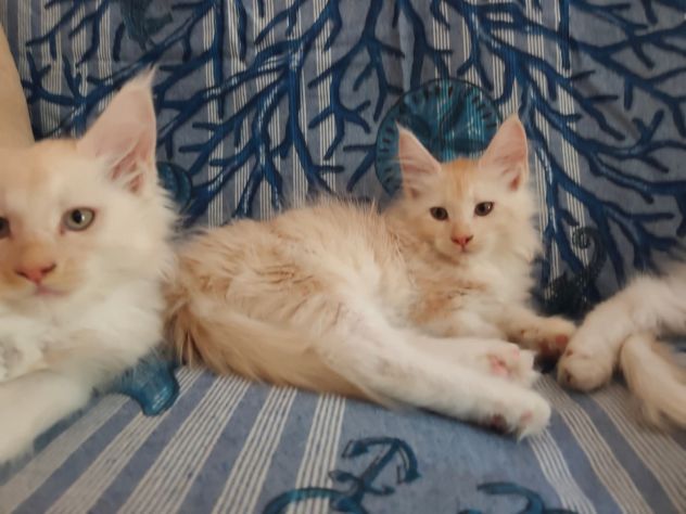 Gatti razza Maine Coon - Foto 9