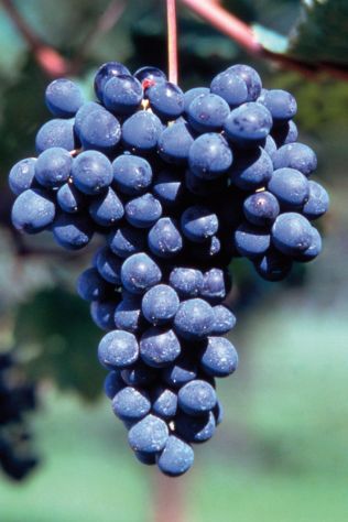 Vigneti Vari : Barbera