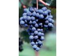 Vigneti Vari : Barbera
