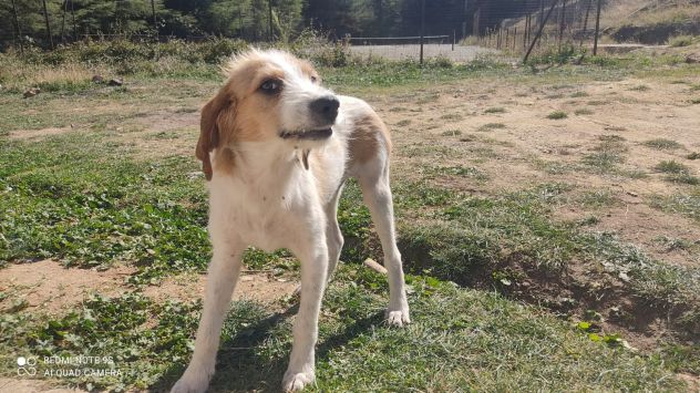 ALVIN CUCCIOLO 6 MESI SIMIL SEGUGIO - Foto 3
