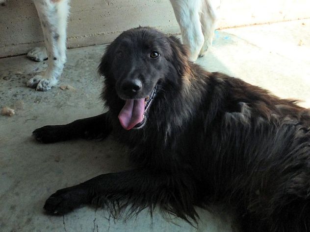 Lobo (taglia mediogrande)