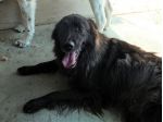 Lobo (taglia mediogrande)