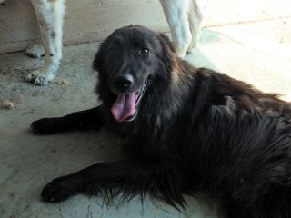 Lobo (taglia mediogrande)
