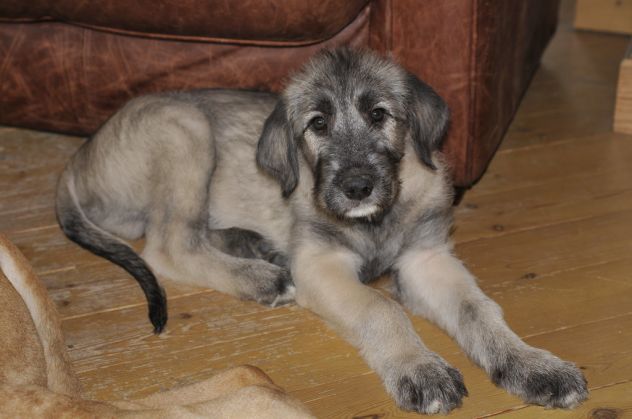 Bellissimi cuccioli di Levriero Irlandese - Foto 2