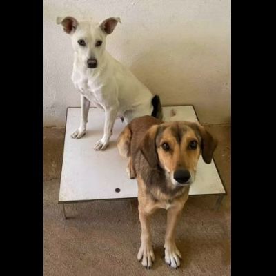 UBALDA E UGOLINO CAGNOLINI IN ADOZIONE