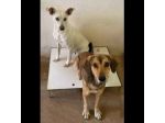 UBALDA E UGOLINO CAGNOLINI IN ADOZIONE