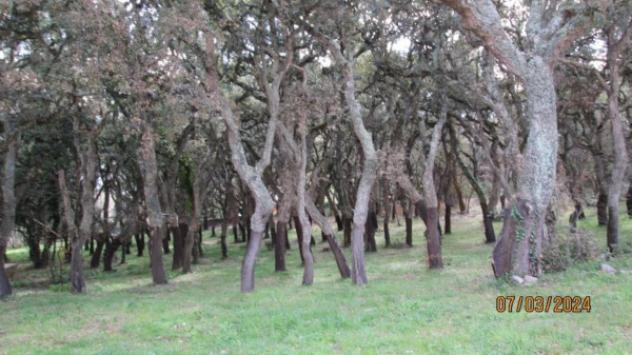 Immobile in asta di 271 m² con più di 5 locali in vendita a Tempio Pausania - Foto 6