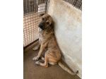 ZEUS SPLENDIDO DERIVATO CORSO, CANE IN ADOZIONE