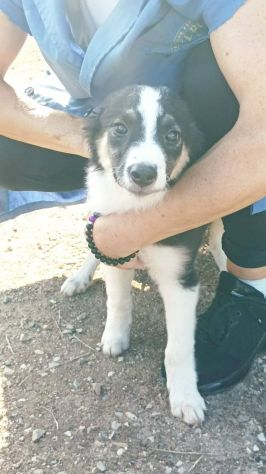 Choco cucciolo mix pastore australiano border collie