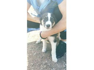 Choco cucciolo mix pastore australiano border collie