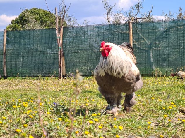 Uova feconde di brahma - Foto 4