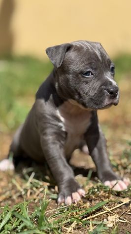 Amstaff cuccioli Blu - Foto 4