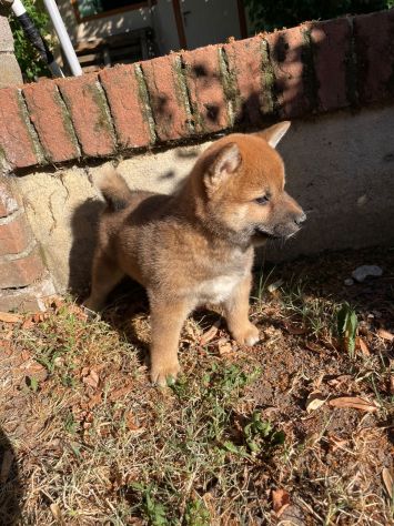 Cuccioli Shiba Inu meravigliosi - Foto 4