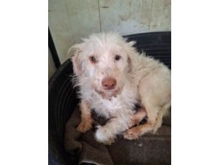 MIA 1 ANNO 6 KG taglia piccola ORA E’ IN CANILE