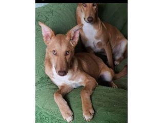4anni simil Cirneco A CUI NESSUNO INTERESSA.SICILIA