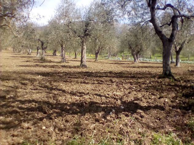 Uliveto in provincia di Salerno - Foto 4