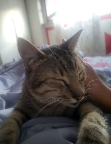 Gatti - Foto 2