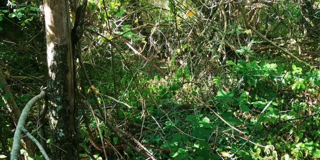 R.G.E. 40/2020 Campobasso - Foto 3