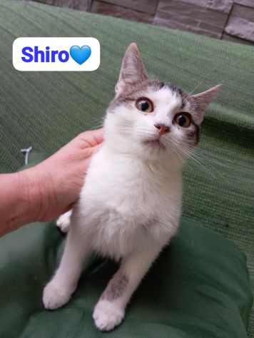 Shiro 9 mesi cerca casa