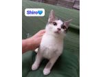 Shiro 9 mesi cerca casa
