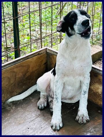 CLOE recuperata in strada affamata e spaventata - Foto 3