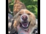 GAETANO  MIX BORDER COLLIE CANE IN ADOZIONE