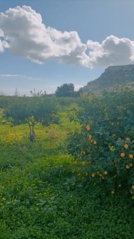 Terreno i mq 15.000 con caseggiato - Foto 7