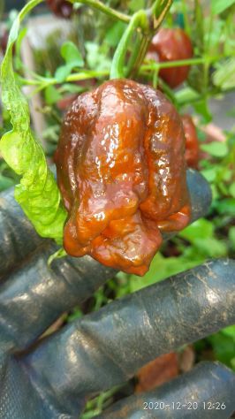 Semi Carolina Reaper, 7 Pot,Habanero, Diavolicchio - Foto 3